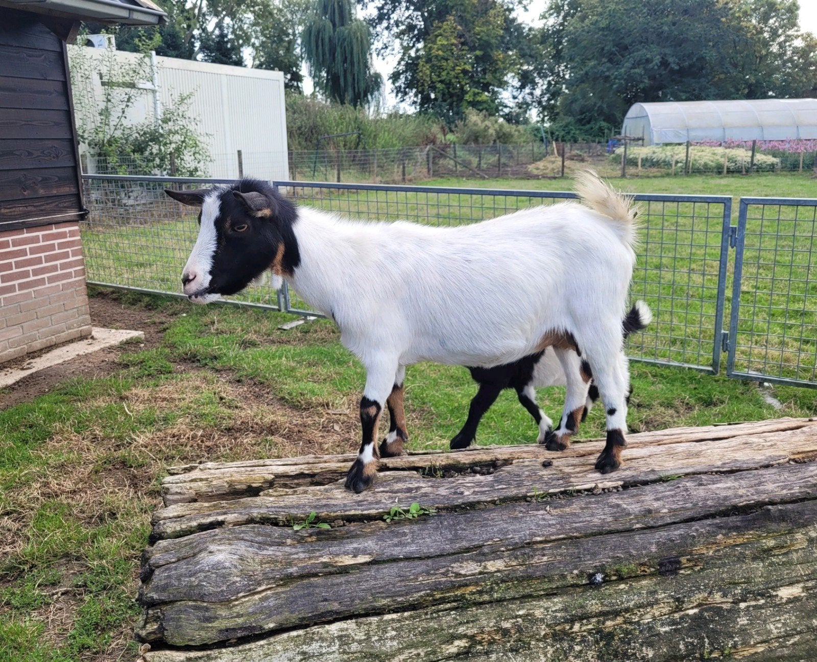 Geit, Dieren en Toebehoren, Vrouwelijk, Geit, 3 tot 5 jaar