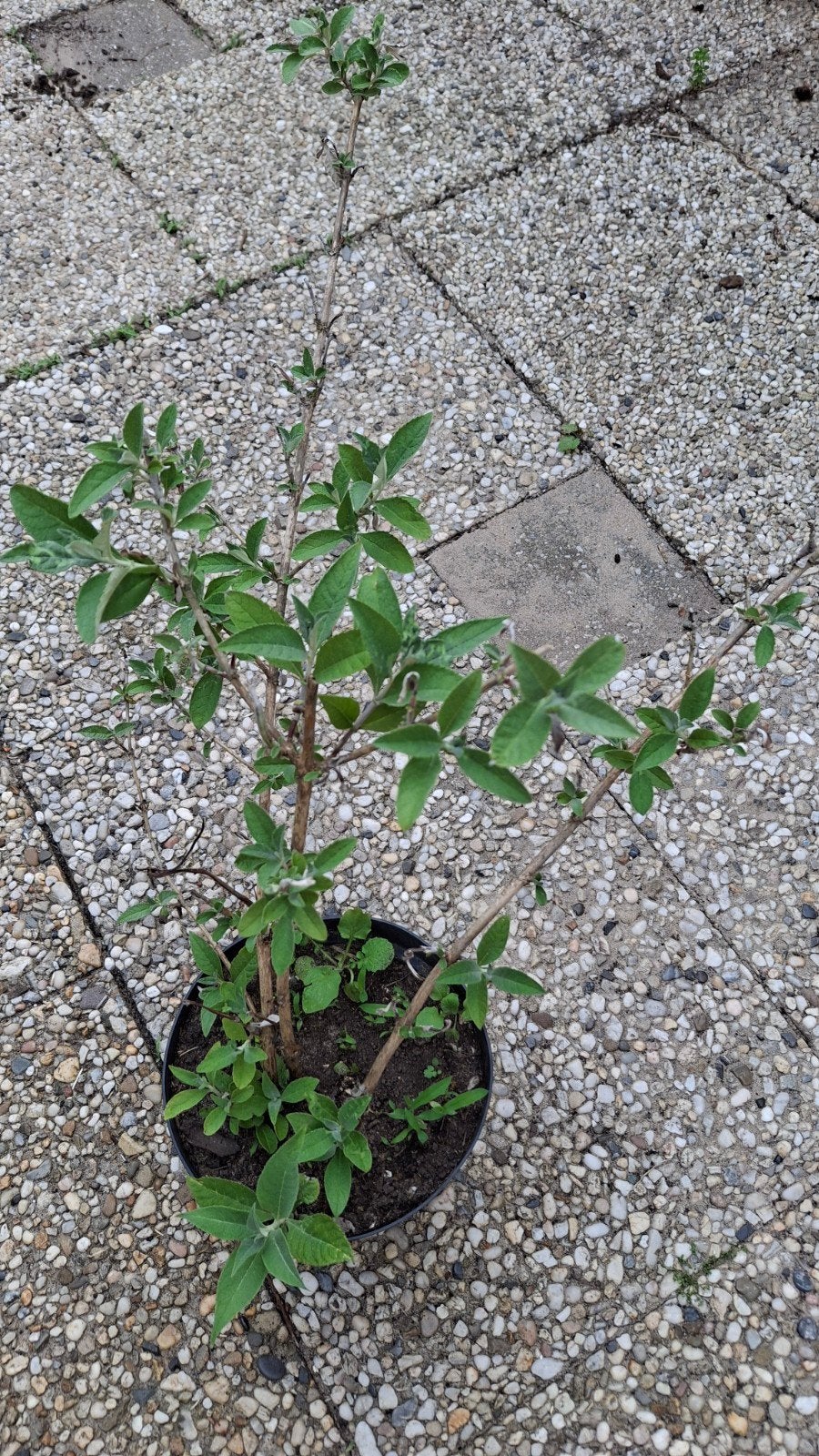 Mooie volle vlinderstruik - geel of paarsbloeiend, Volle zon, Vaste plant, Zomer, Ophalen