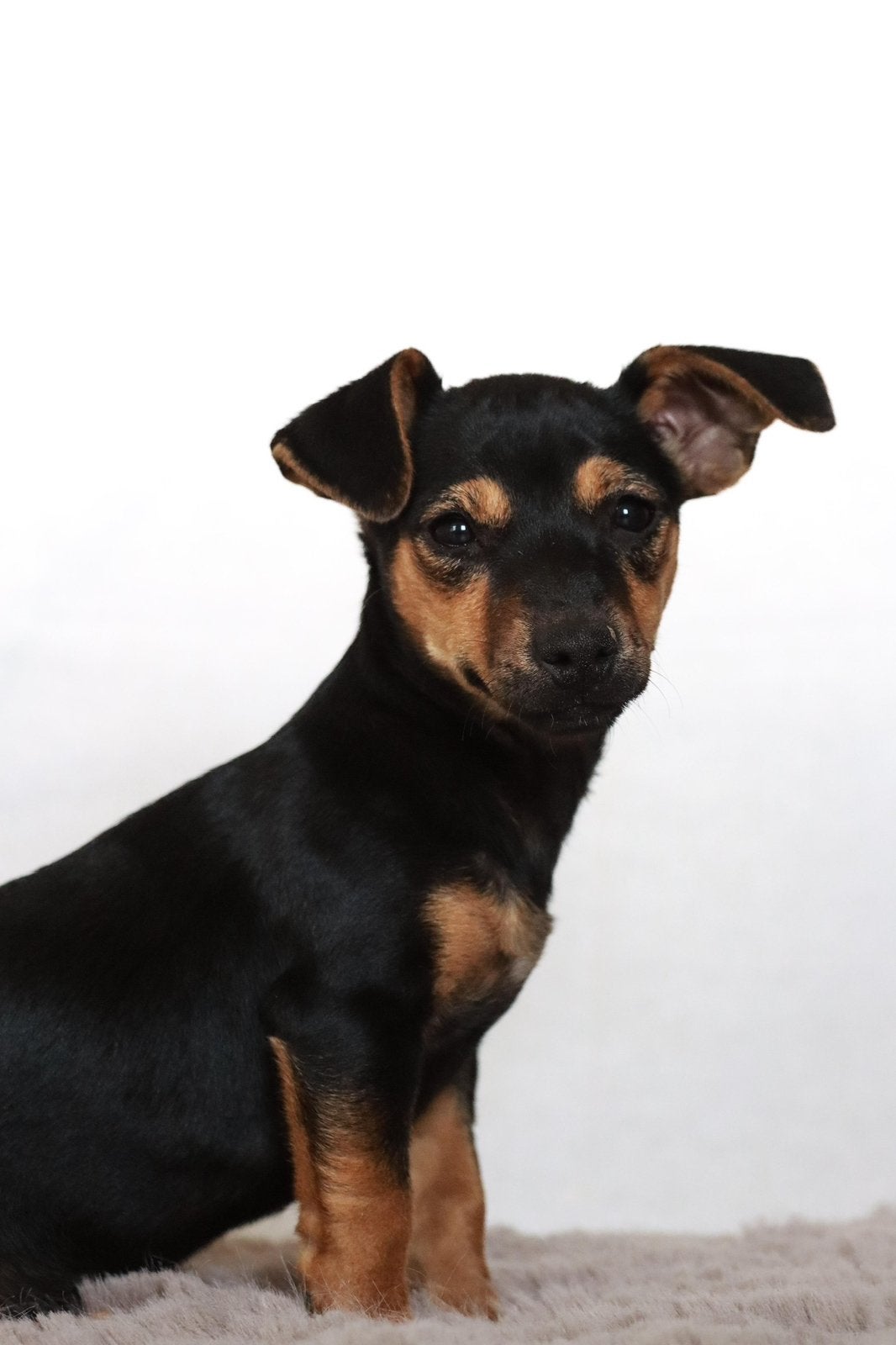 mooie jack russell pups, Dieren en Toebehoren, Honden | Jack Russells en Terriërs, Jack Russell Terriër, 8 tot 15 weken, Parvo