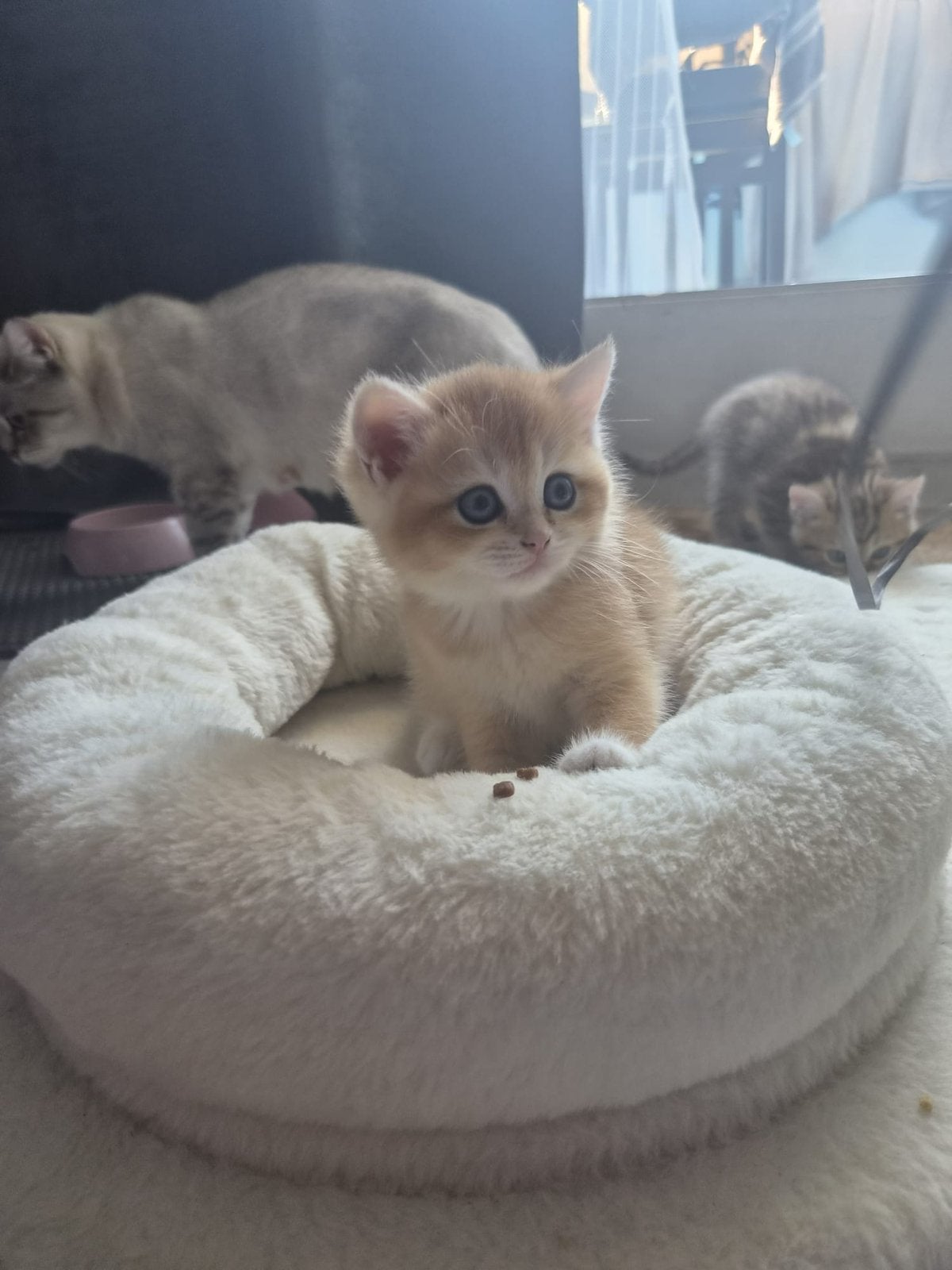 Prachtige Brits Korthaar kittens, Dieren en Toebehoren, Katten en Kittens | Overige Katten, Meerdere dieren