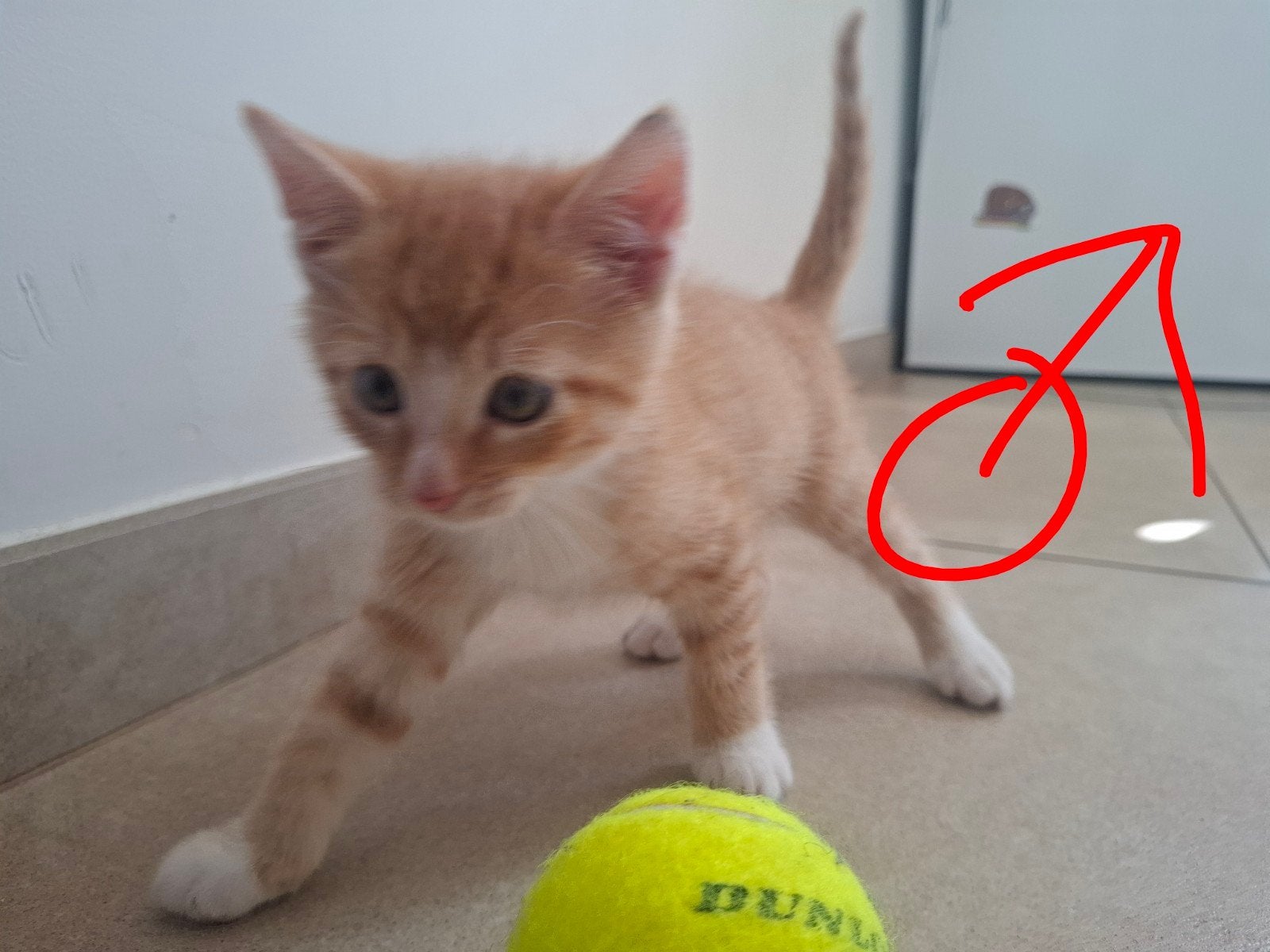 Kittens, Meerdere dieren