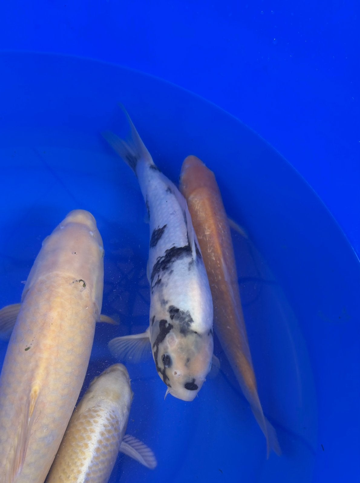 Japanse koi, Karper of Koi