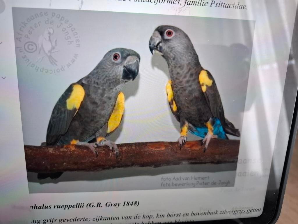 Gevraagd ruppel papagaaien, Dieren en Toebehoren, Meerdere dieren, Geringd