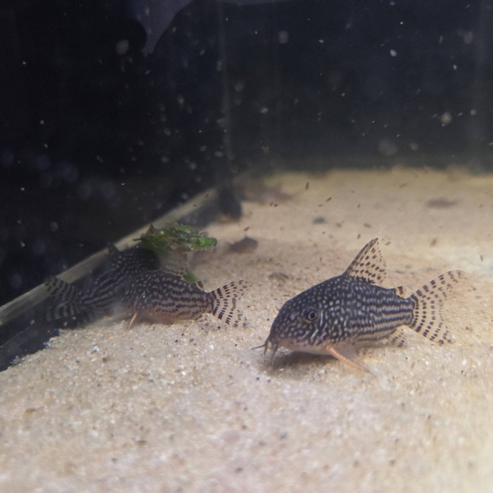 12x Hoplisoma Sterbai/Corydoras Sterbai, Dieren en Toebehoren, Vissen | Aquariumvissen, Vis, Schoolvis