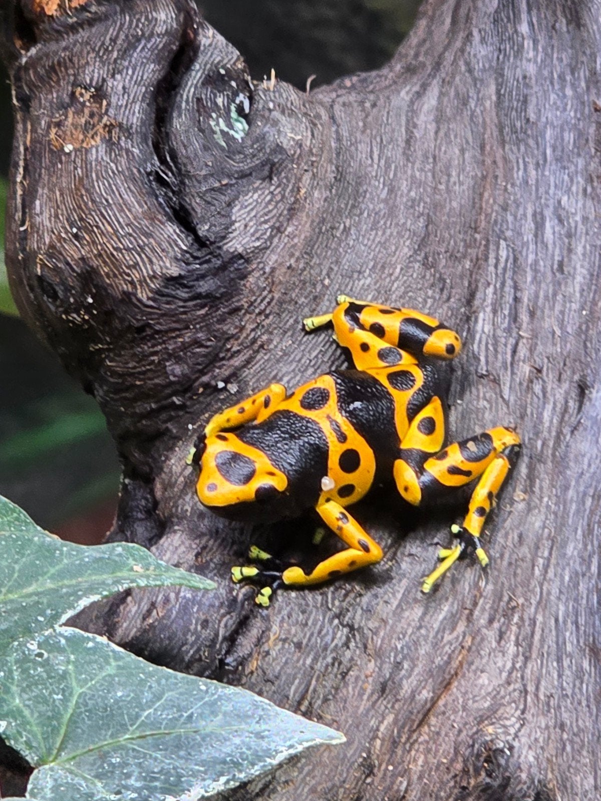 Prachtige Dendrobates leucomelas 

Nederla, 0 tot 2 jaar