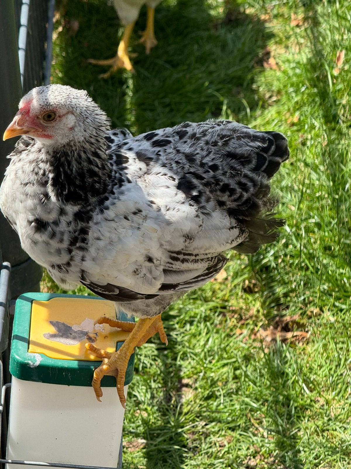 Wyandotte kriel hanen, Dieren en Toebehoren, Mannelijk, Kip