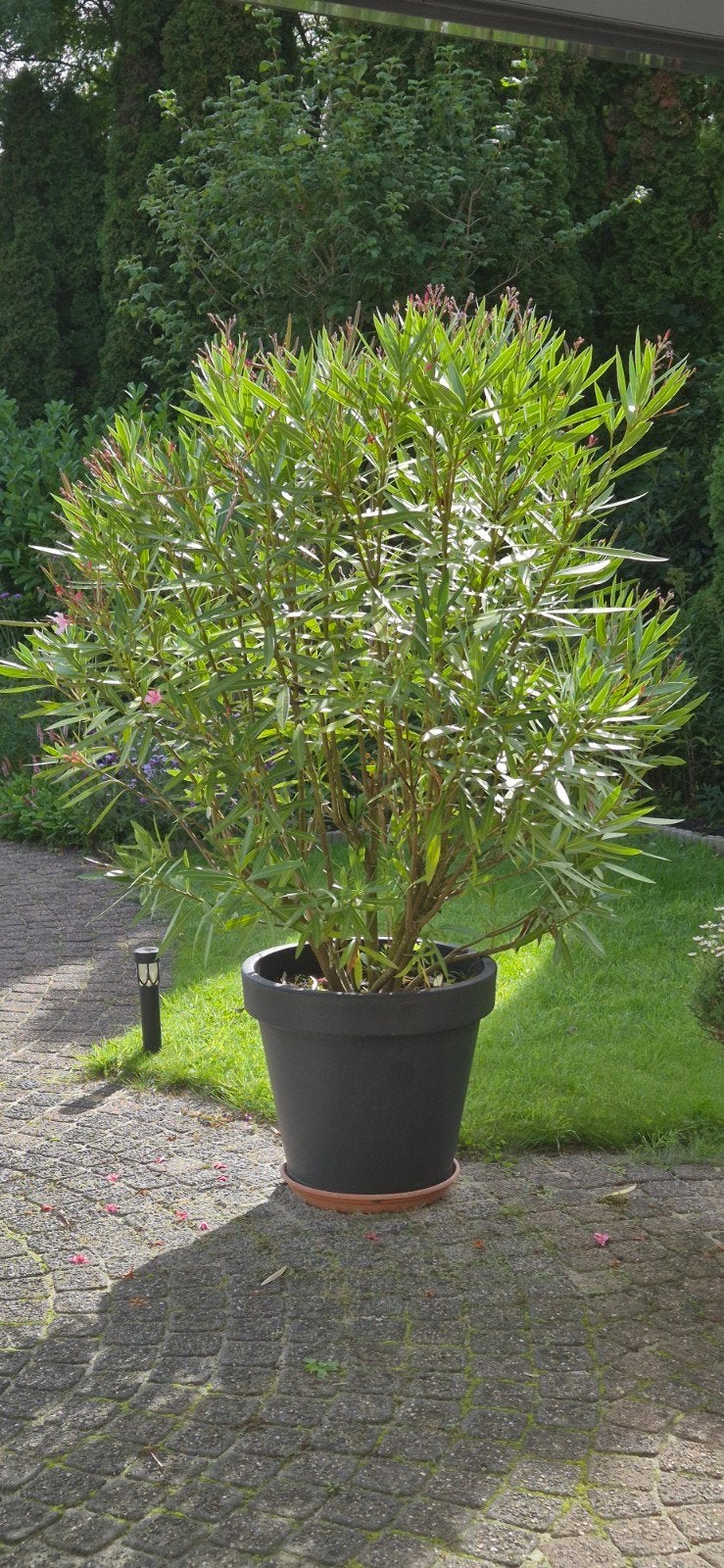 Grote Oleander in pot - Mediterrane sfeer in uw tuin, Volle zon, Vaste plant, Zomer, Ophalen