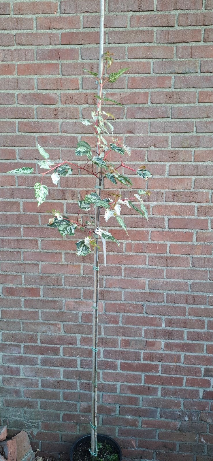 Acer conspicuum 'Red flamingo', Tuin en Terras, Ophalen, Bloeit niet, Halfschaduw, Overige soorten