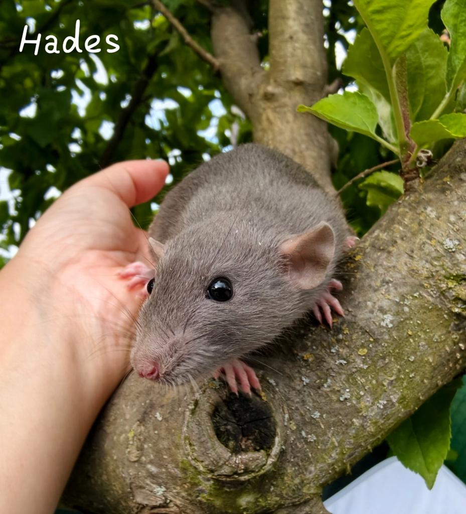 Domestic rats (dwarf carriers), Rat, Maart, Meerdere dieren, Tam