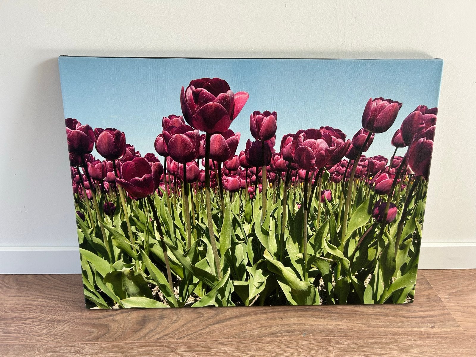 Canvas Schilderij: Veld met Paarse Tulpen, Ophalen of Verzenden, Zo goed als nieuw, Schilderij, 5 – 50