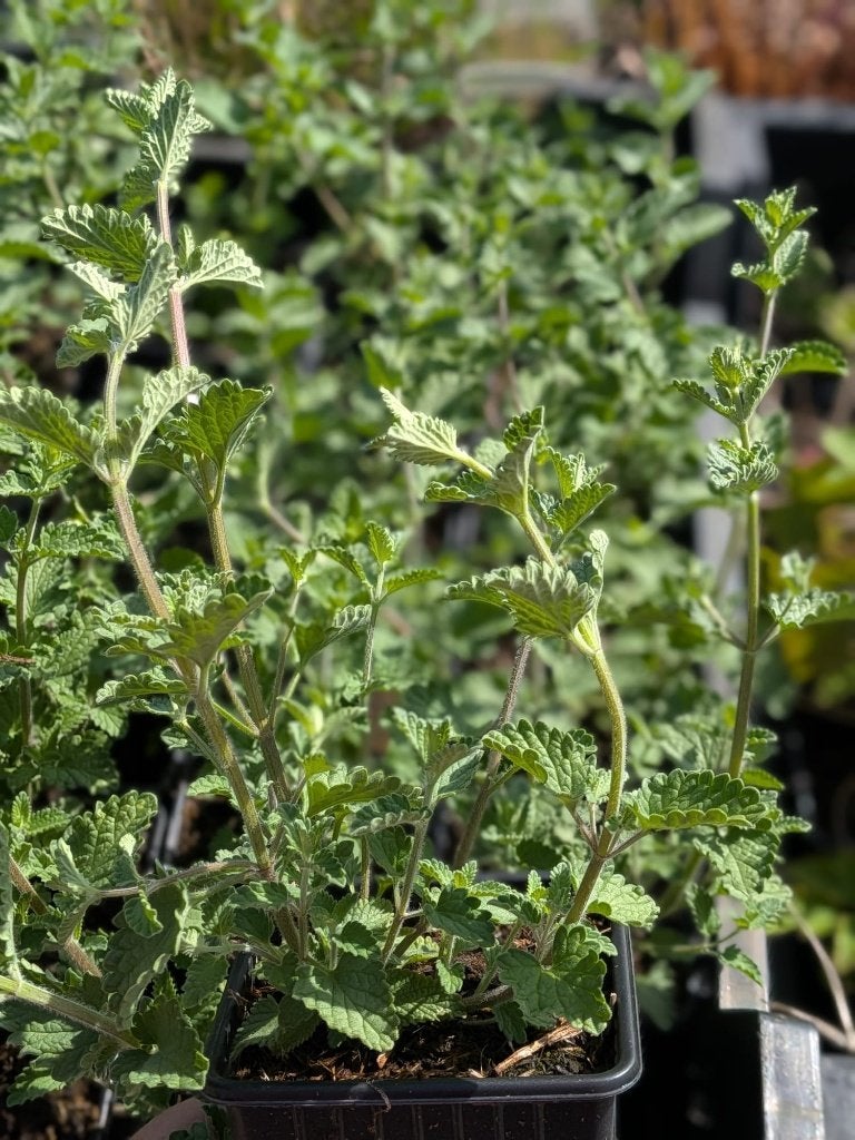 Nepeta walkers low/Kattenkruid p9, Volle zon, Vaste plant, Zomer, Ophalen