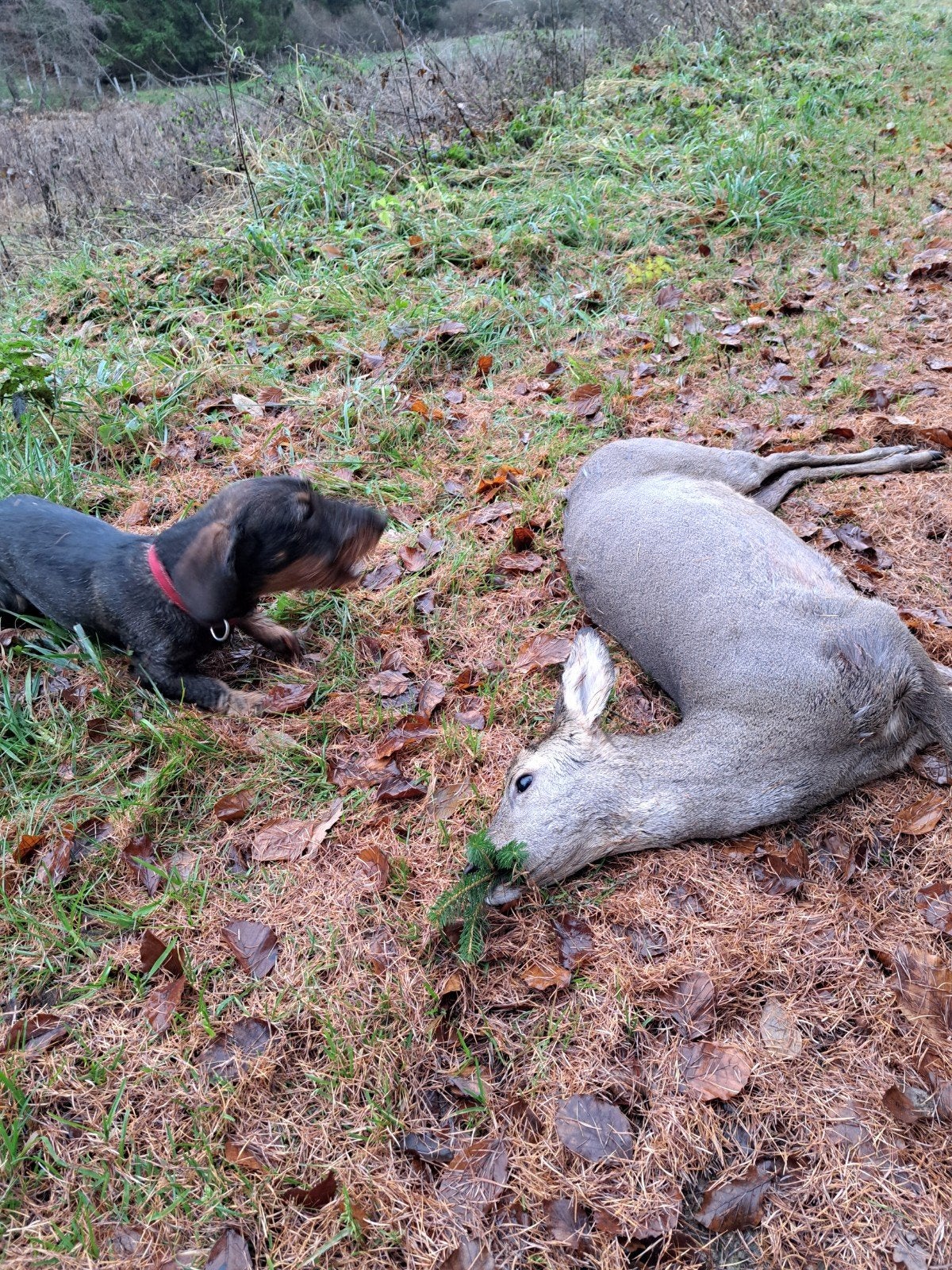 Standaart Ruwhaar Teckel dekreu., Dieren en Toebehoren, Reu, 1 tot 2 jaar, Eén hond, Nederland