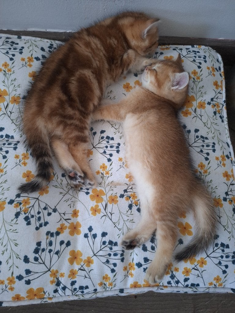 Raszuivere Britse korthaar kittens, Meerdere dieren, Ontwormd, 0 tot 2 jaar