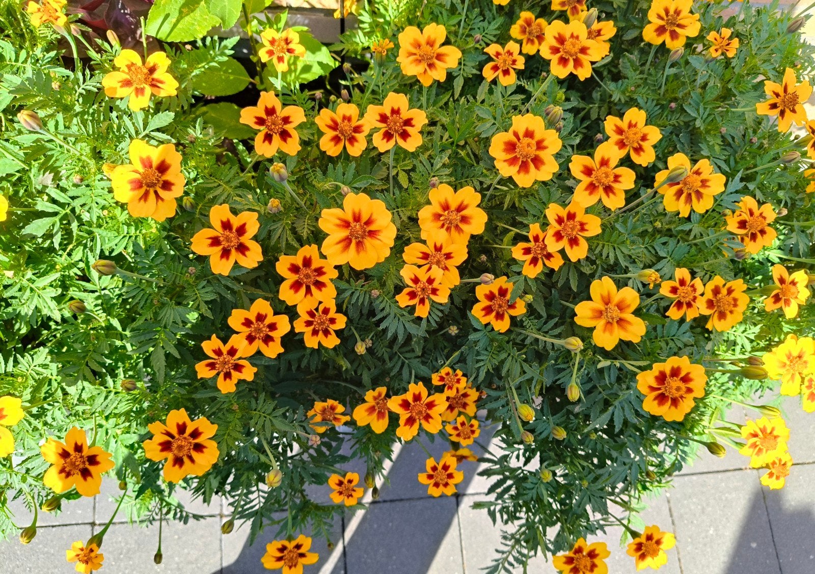Afrikaantjes zaden 2026 - Vrolijke oranje bloemen, Verzenden, Voorjaar, Volle zon, Zaad