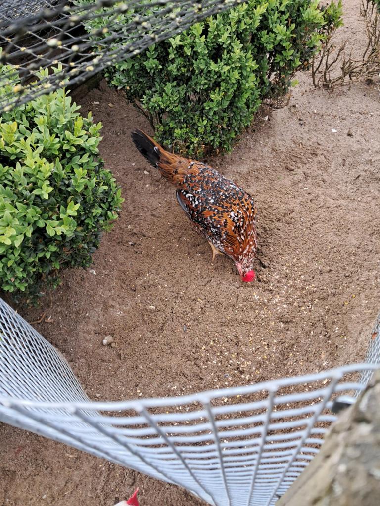 Porselijn leghorn te koop, Dieren en Toebehoren, Vrouwelijk, Kip