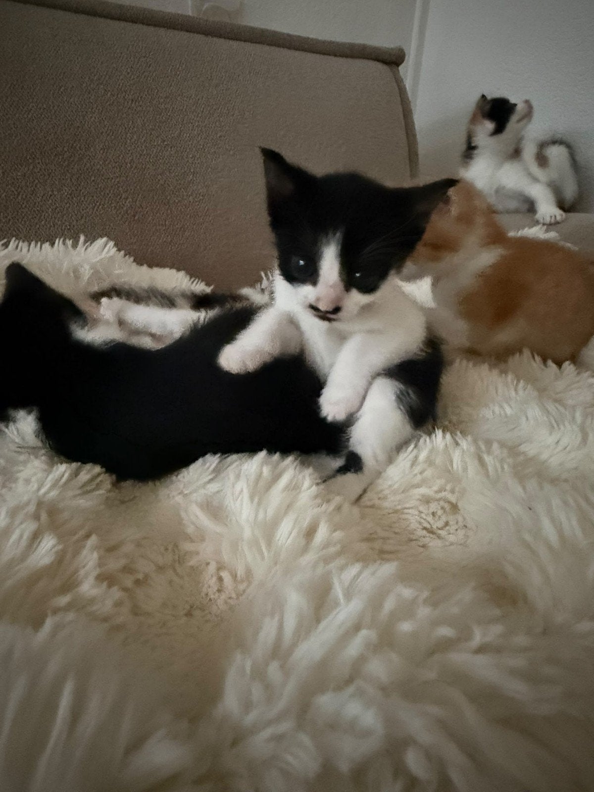 mooie kittens, Meerdere dieren, Langharig, 0 tot 2 jaar