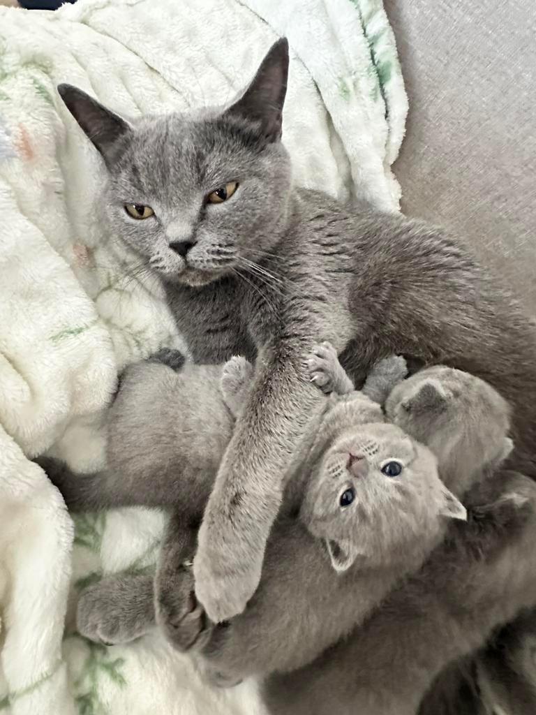 Britse korthaar kittens, Dieren en Toebehoren, Katten en Kittens | Raskatten | Korthaar, Meerdere dieren, Ontwormd