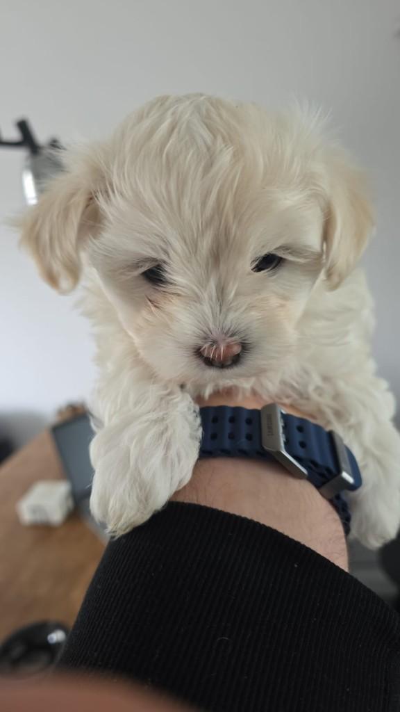 Malshi pups (Maltezer x Shih Tzu) – 1 beschikbaar, Maltezer, 8 tot 15 weken, Parvo, Meerdere