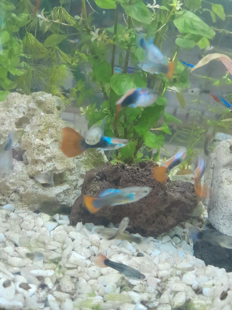 Guppies te koop, Dieren en Toebehoren, Vissen | Aquariumvissen, Vis