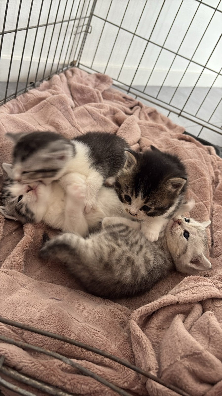 half  britse korthaar kittens, Dieren en Toebehoren, Meerdere dieren, Kortharig