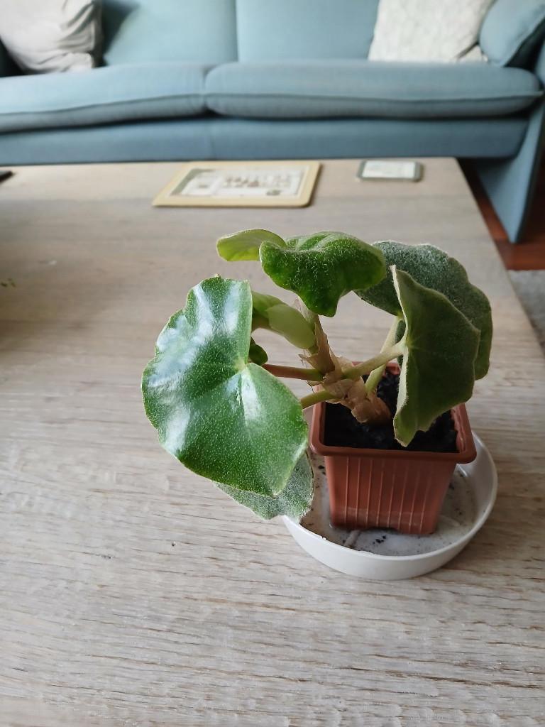 Begonia venosa, Ophalen, Halfschaduw, In pot, Minder dan 100 cm
