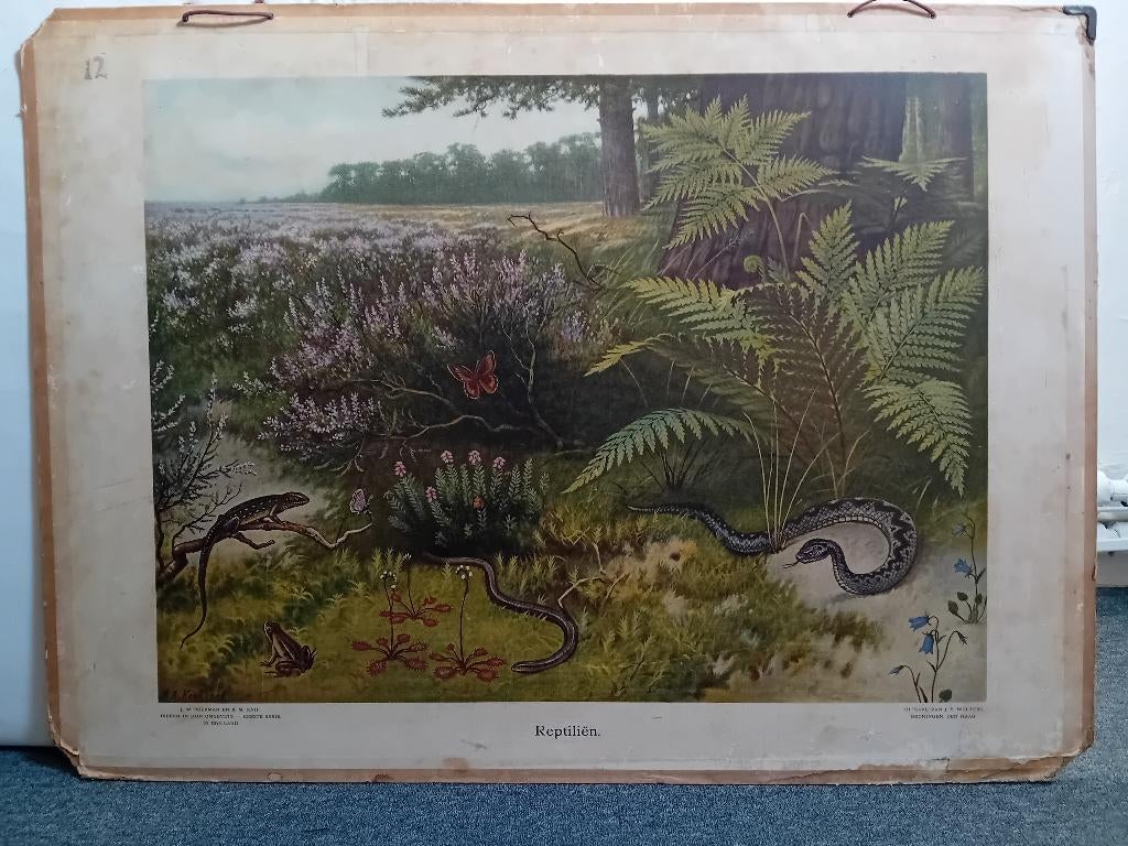 Schoolplaat Biologie., Antiek en Kunst, Antiek | Schoolplaten, Natuur en Biologie, Ophalen