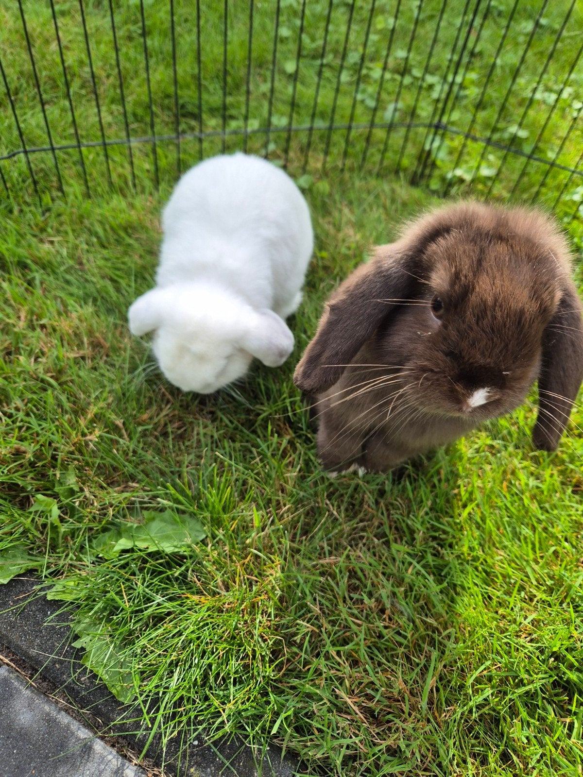 Minilop konijntjes zoeken een nieuw huisje, Dieren en Toebehoren, Meerdere dieren, Dwerg