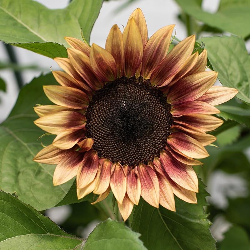 ProCut Zonnebloemzaden 15 verschillende kleuren zonnebloemen, Verzenden, Voorjaar, Volle zon, Zaad