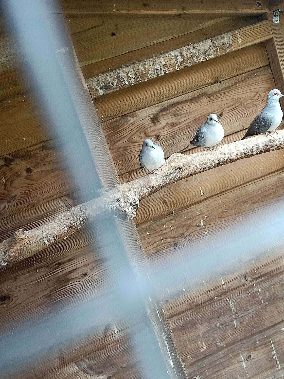 te koop diamant duifjes., Meerdere dieren, Tropenvogel
