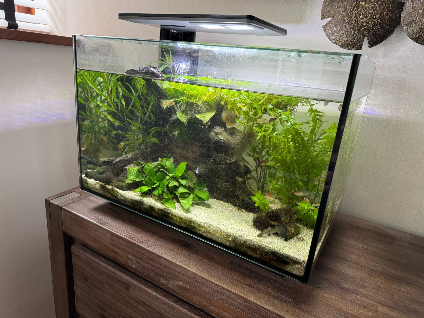 Aquariums SuperFish: Quadro 70 Pro, Start 70, Start 20, Ophalen, Inclusief vissen, Superfish, Gevuld zoetwateraquarium