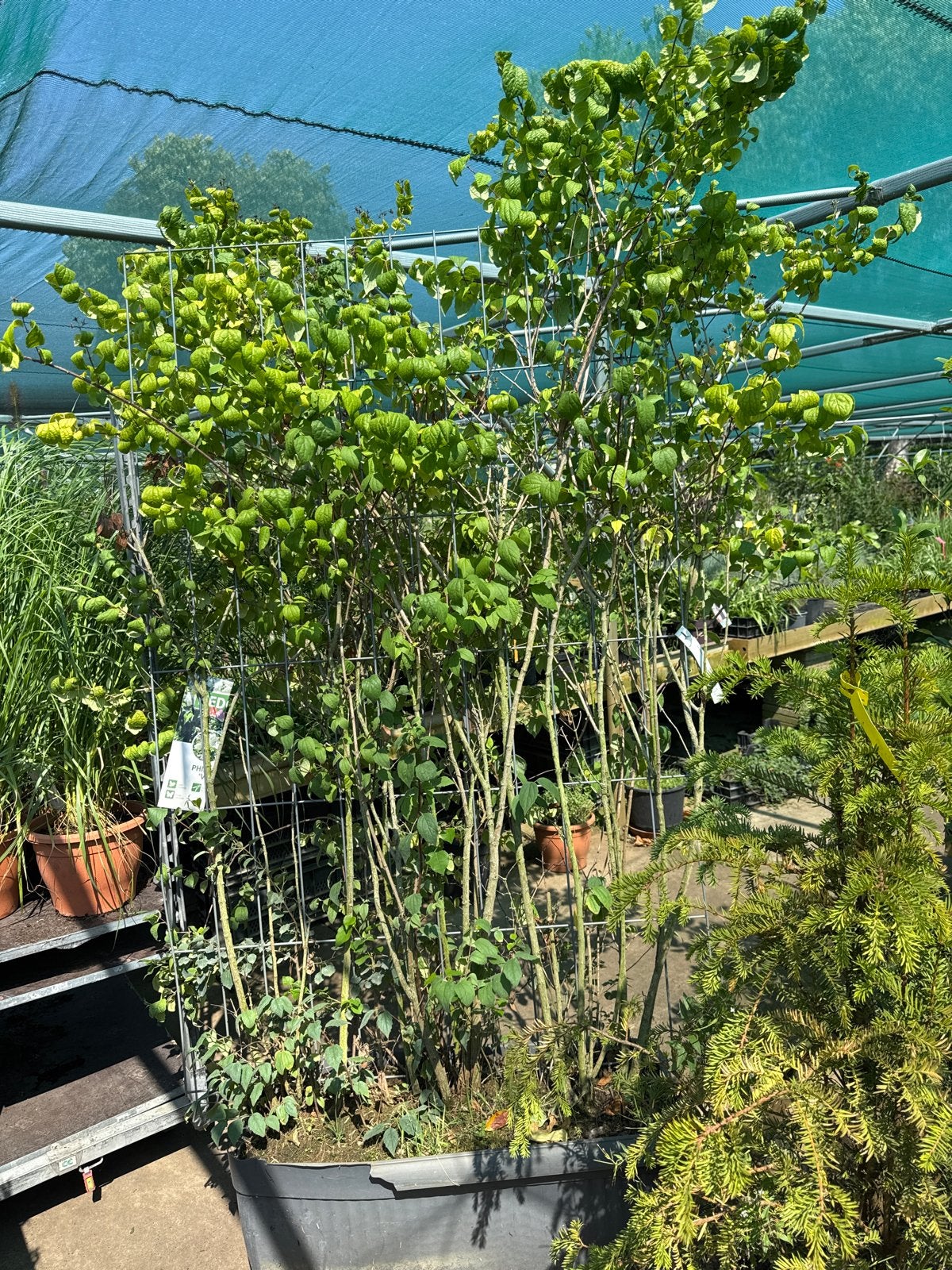 Witte Jasmijn 200 cm hoog, 120 cm breed op rek, Ophalen, Volle zon, Vaste plant, Klimplanten