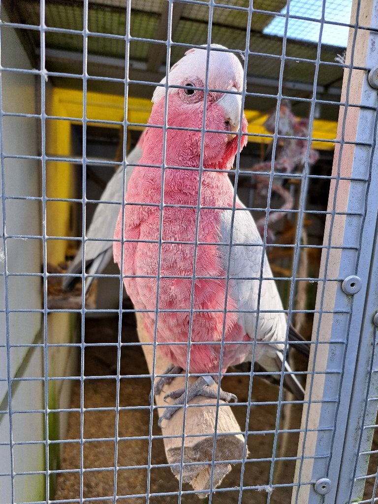 te koop Rose kaketoe man, Mannelijk, Papegaai, Pratend