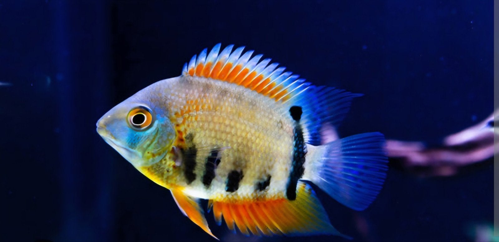 Heros severum, Dieren en Toebehoren, Vis