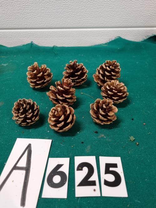 -Dennenappels goud randje 8 stuks , [a625], Ophalen of Verzenden, 'T Olde Gre-j, Info@toldegrej.nl, Endepoelstraat 20f Didam