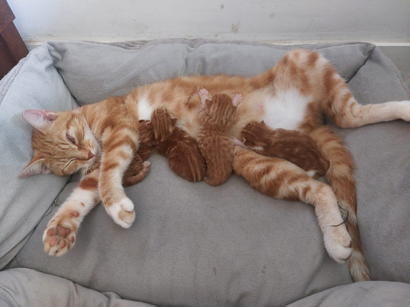 lieve rode boerderij kittens te koop, Dieren en Toebehoren, Meerdere dieren, Kortharig, 0 tot 2 jaar