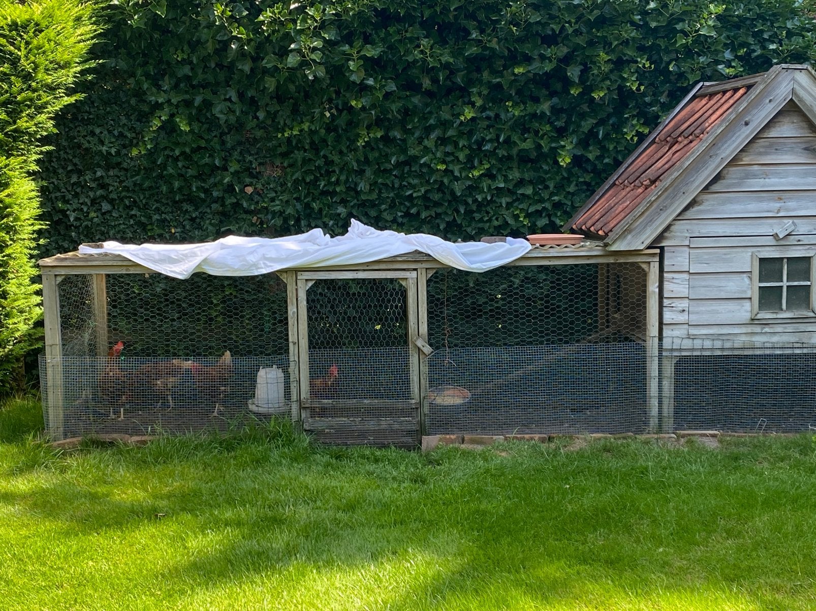 Kippenren met nachthok, Ophalen, Gebruikt, Kippenhok of Kippenren