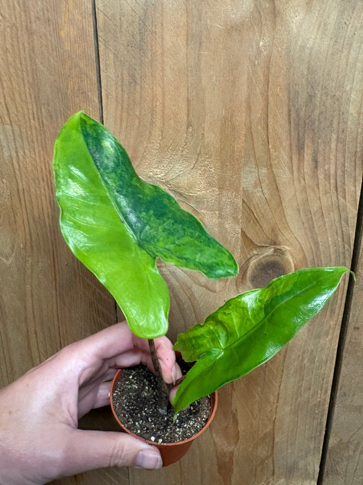 Alocasia tigrina superba variegata plant green marble mint, Ophalen of Verzenden, Halfschaduw, Minder dan 100 cm
