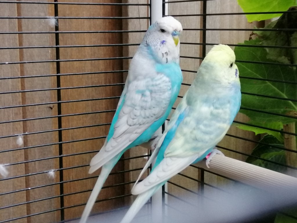 Grasparkieten gezond en leuk duo, eventueel met kooi, Dieren en Toebehoren, Vogels | Hokken en Kooien, Ophalen of Verzenden, Zo goed als nieuw