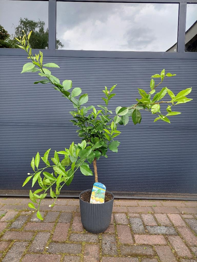Citrus Limetta Pursha - Zoete Limoen / Gele Limoen H: 120 cm, Ophalen, Volle zon, Citroenboom, 100 tot 250 cm