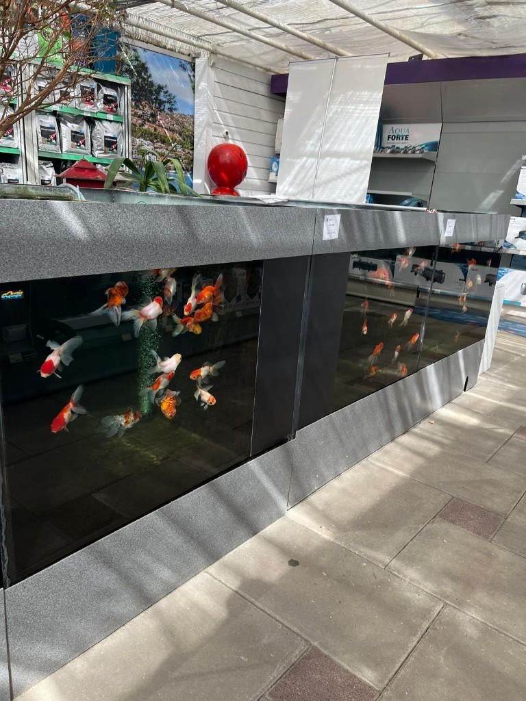 de mooiste sluierstaarten van Apeldoorn!, Dieren en Toebehoren, Vissen | Aquariumvissen, Zoetwatervis, Vis