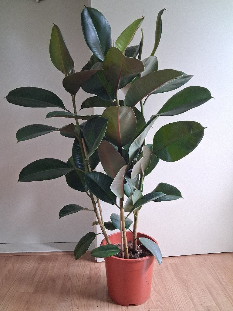XL Ficus Elastica Abidjan - Rubberboom / Rubberplant H:115cm, Huis en Inrichting, Kamerplanten, Ophalen, Ficus, 100 tot 150 cm
