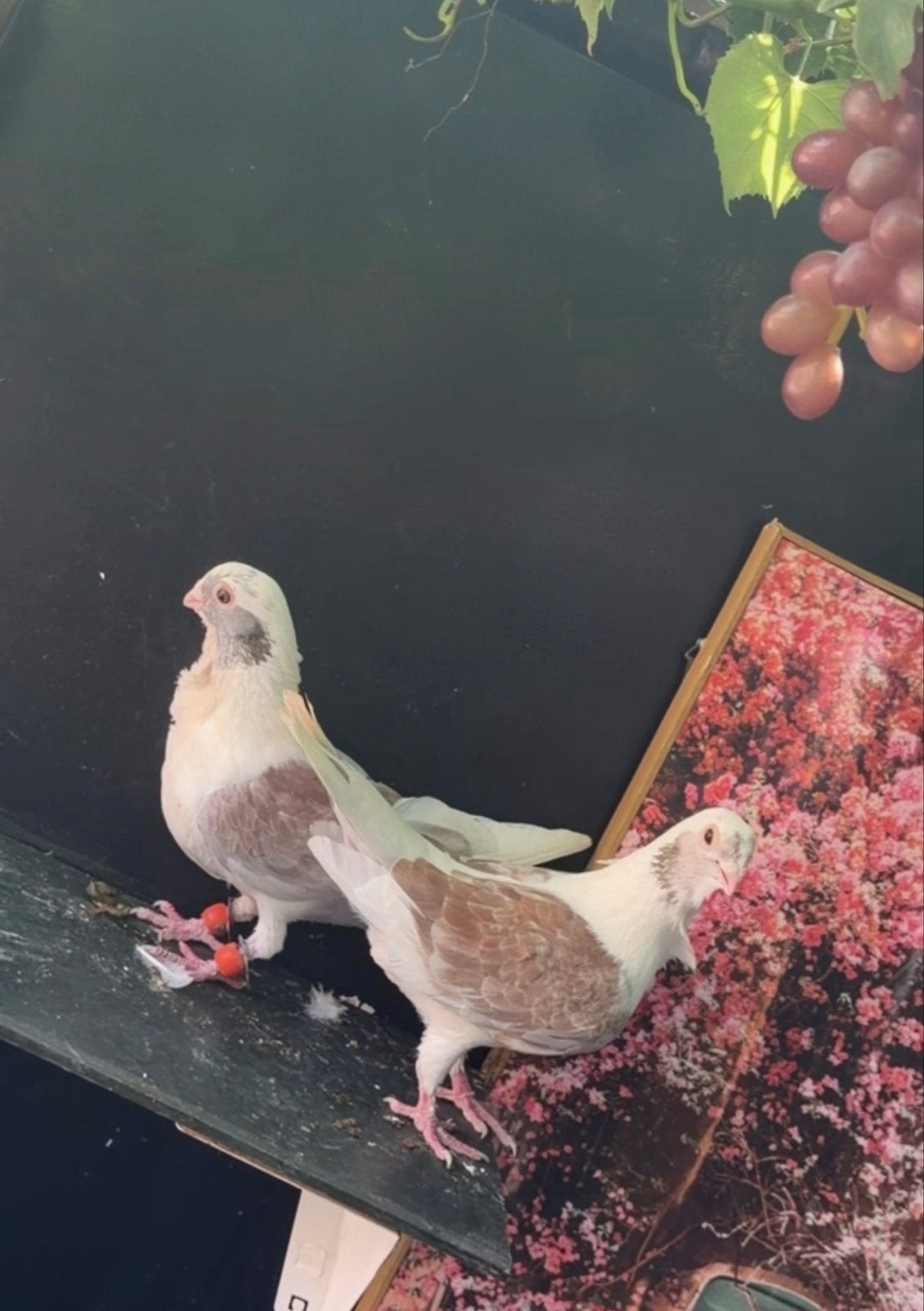 0687722941, Dieren en Toebehoren, Vogels | Overige Vogels