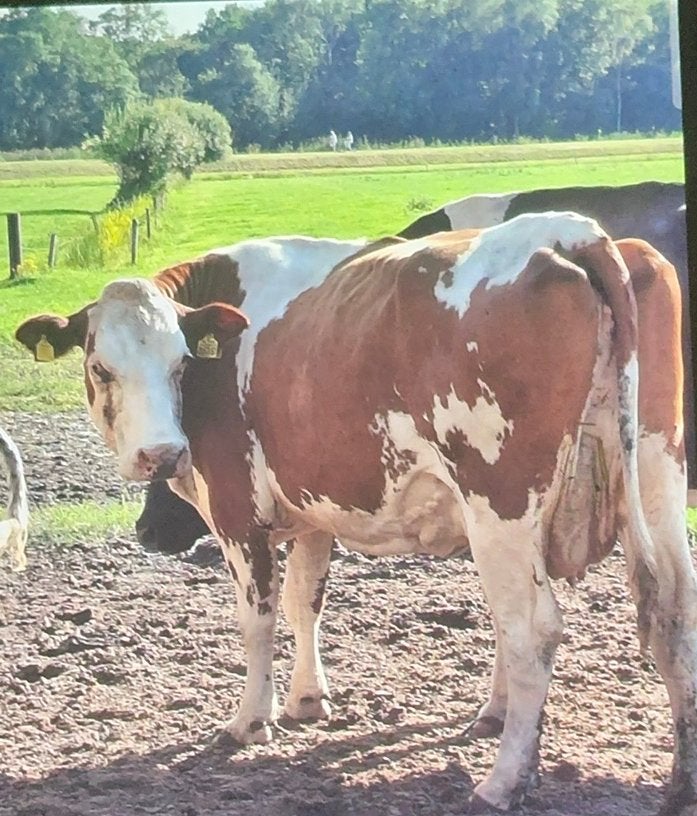 Luxe vaars ,guste koeien en pinkenstier, Dieren en Toebehoren, Mannelijk