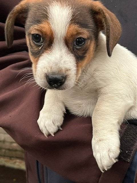 Jack russel pup, kortharig en laagbenig, teefje, Parvo, Jack Russell Terriër, 8 tot 15 weken, Teef