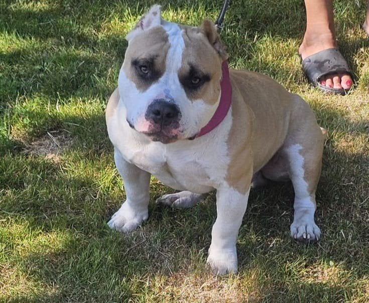 American Bully Reu pocket., Dieren en Toebehoren, 8 tot 15 weken, Parvo, Bulldog, Meerdere