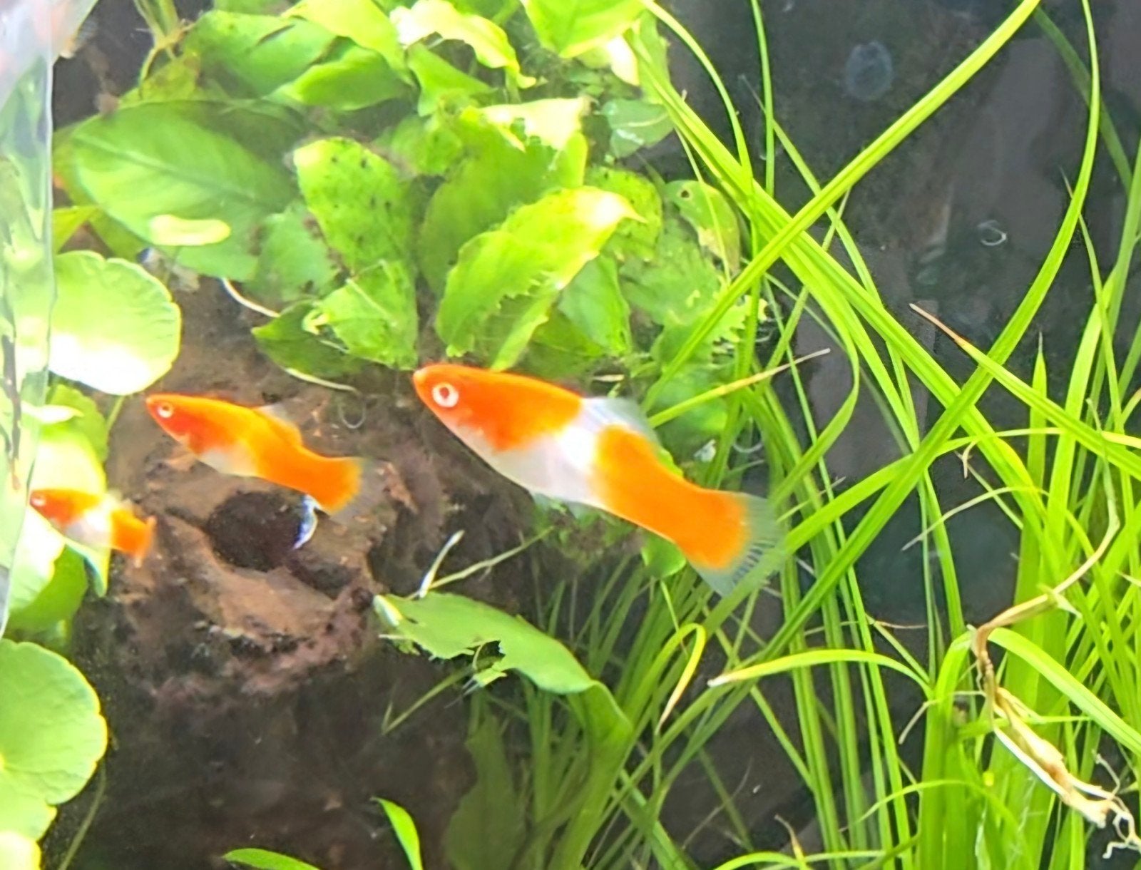 Zwaarddrager Koi Red Eye, Vis