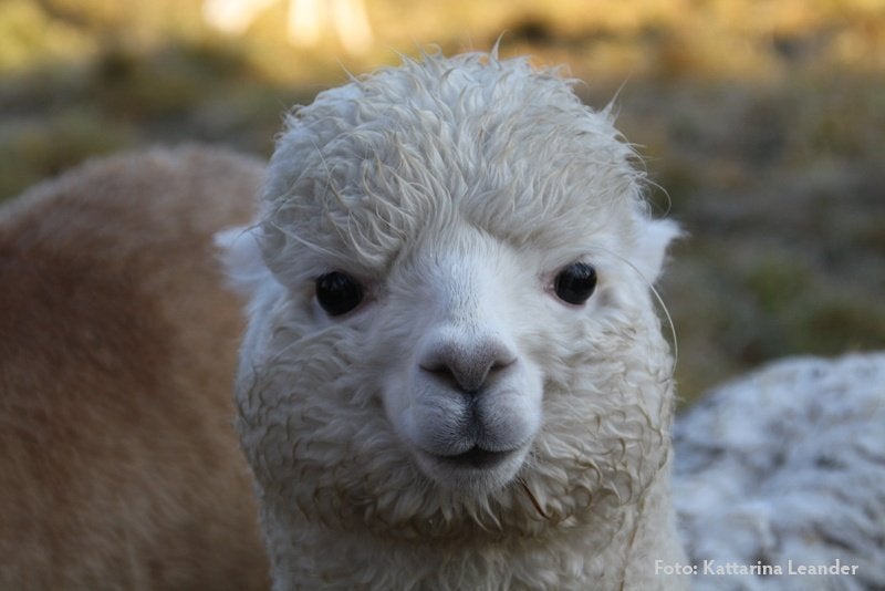 Professionele kwaliteit alpaca wol met wol analyses, Ophalen of Verzenden, Zo goed als nieuw, Breien of Haken, Wol of Garen
