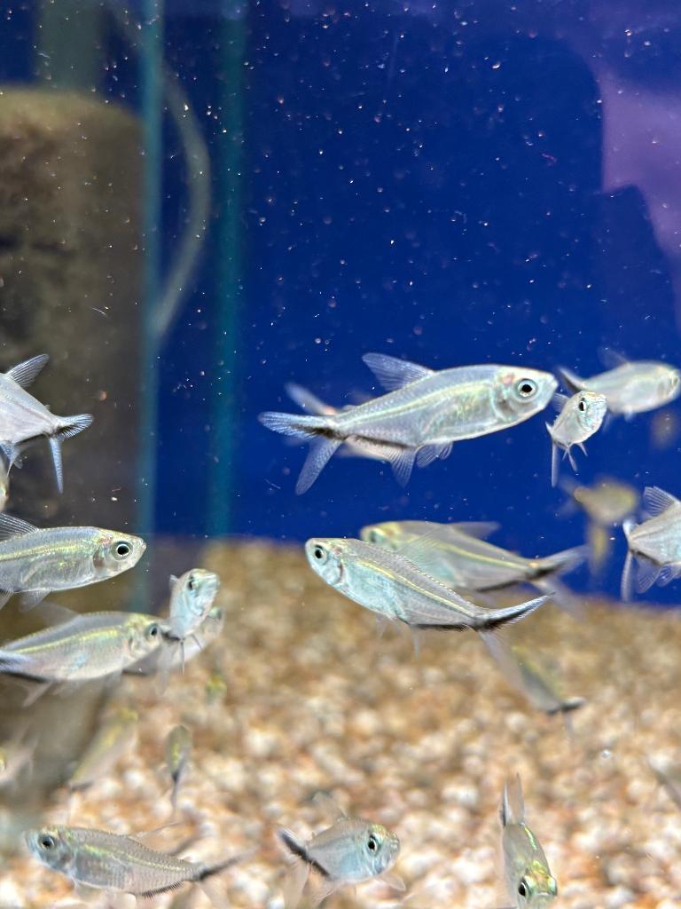 Costae Tetra ( Hyphessobrycon costae ), Vis, Zoetwatervis, Schoolvis