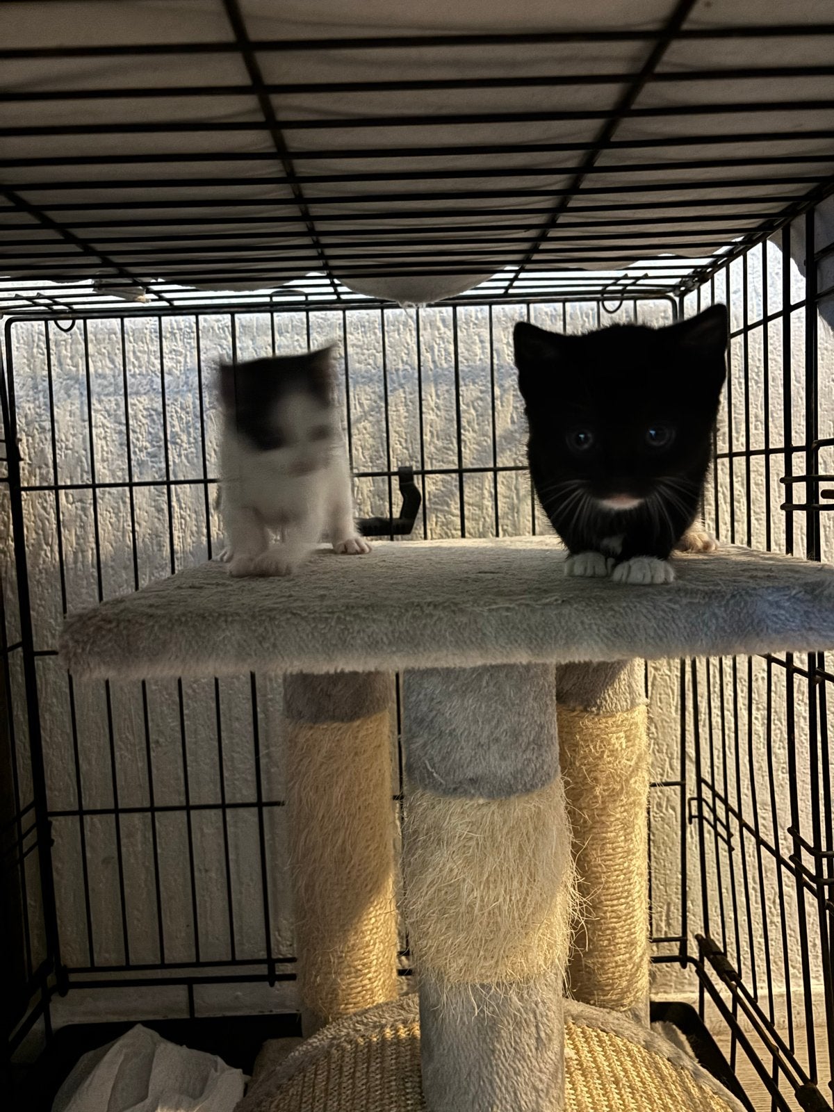 kittens, Meerdere dieren