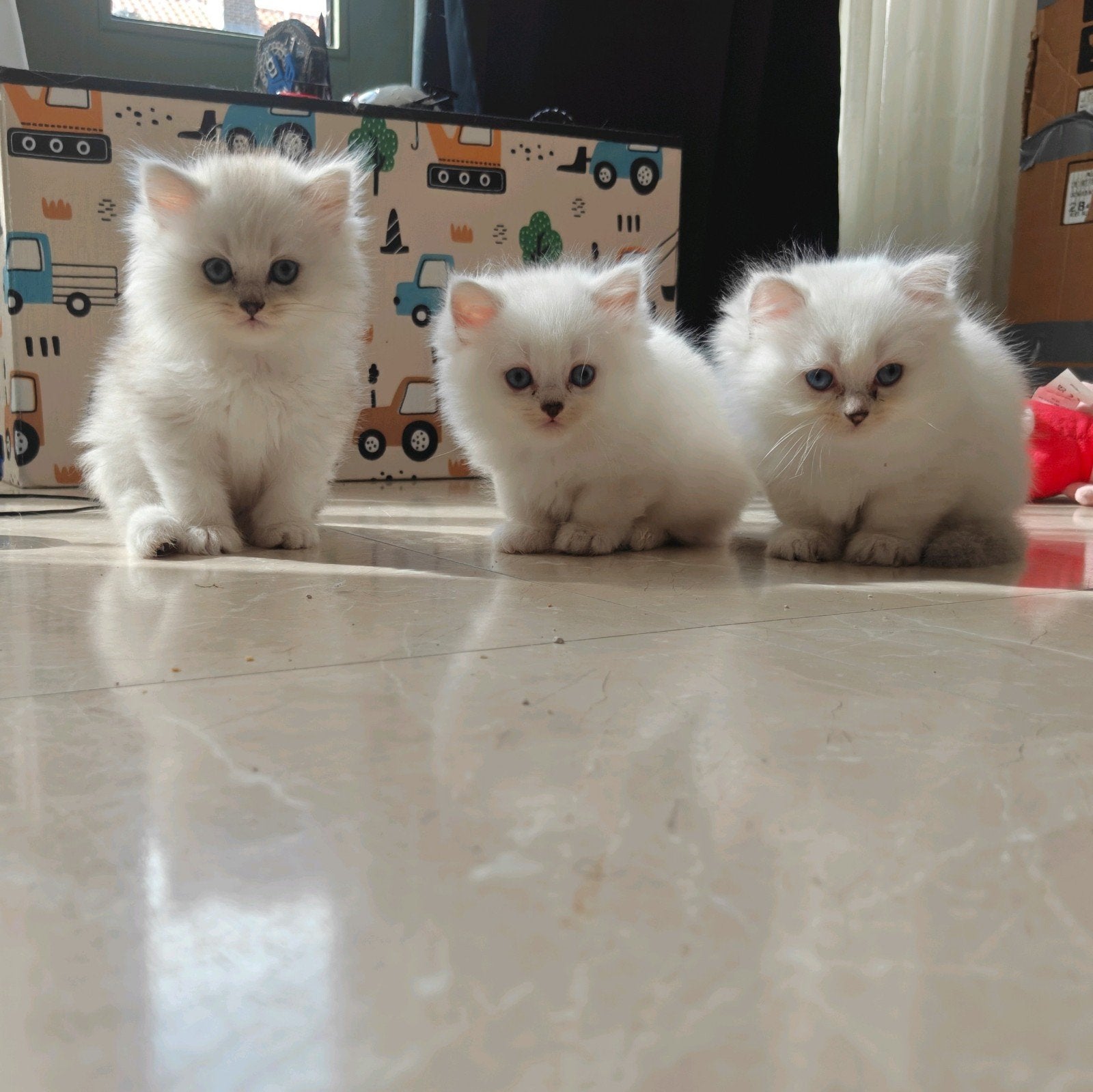 Brits langhaar kittens (zie omschrijving), Meerdere dieren, Ontwormd